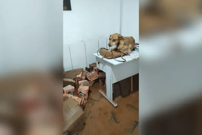 Chuvas em MG destroem abrigo, mas 40 cães e gatos são resgatados