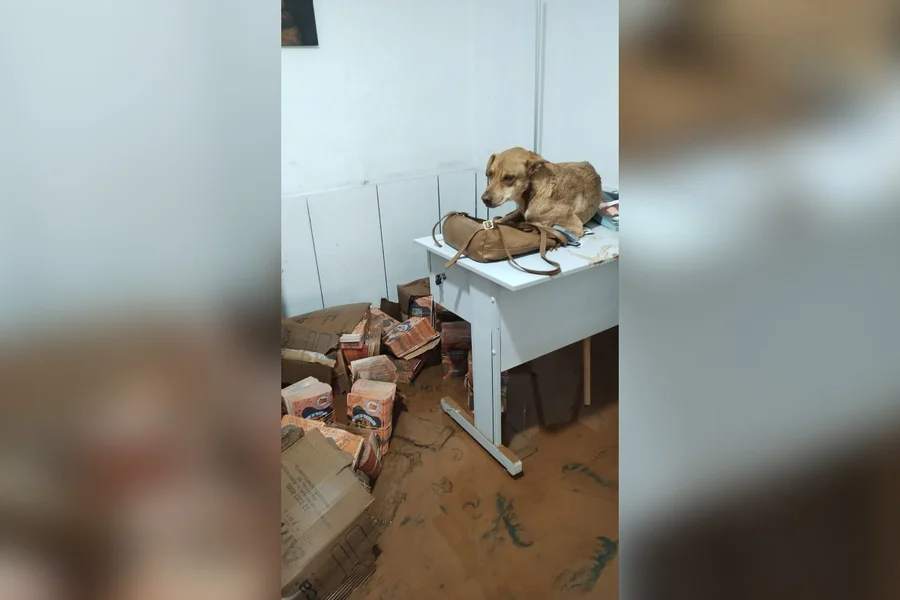 Chuvas em MG destroem abrigo, mas 40 cães e gatos são resgatados