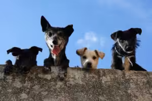 Dezembro Verde chama atenção para o combate ao abandono de animais no Brasil