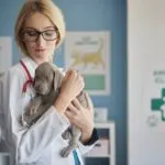 Quem é o médico-veterinário quando tira o jaleco?