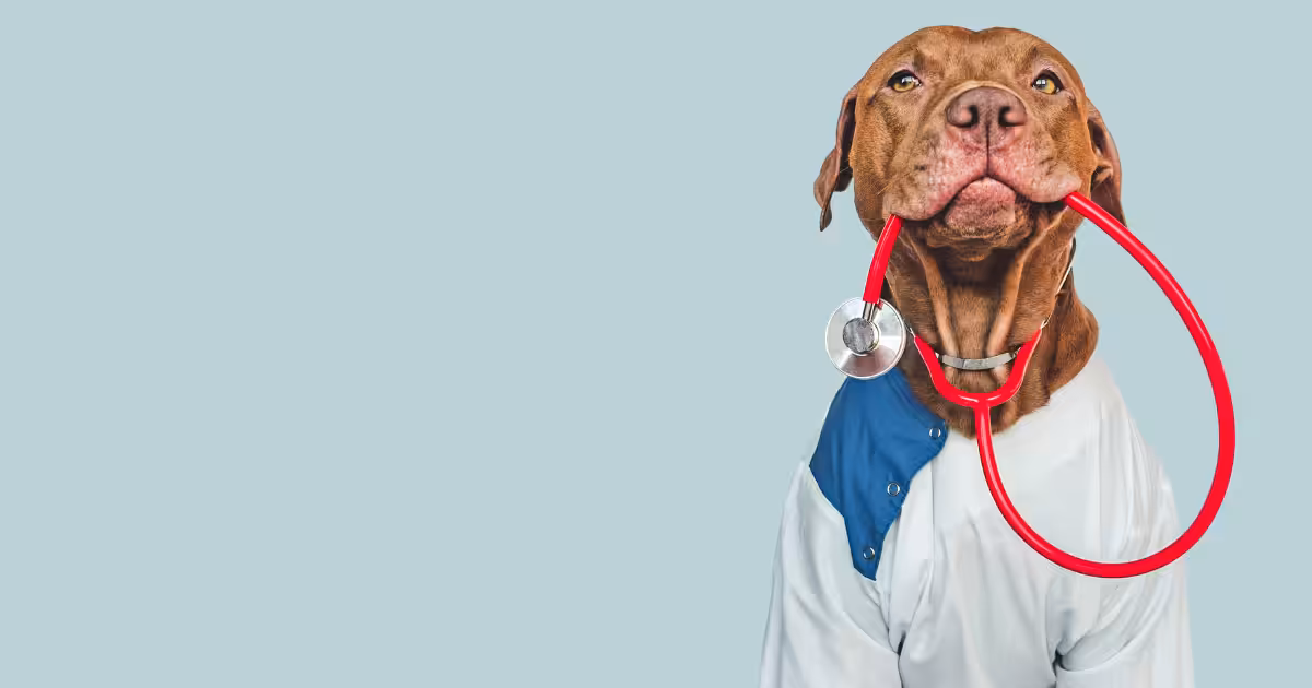 Check-up veterinário é essencial para saúde e longevidade dos pets