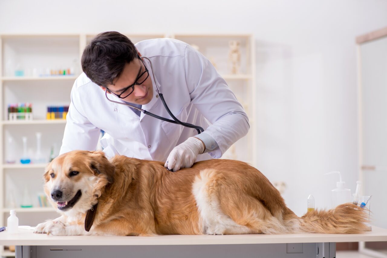 Piso salarial da Medicina Veterinária tem votação adiada na Câmara dos Deputados