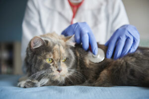 geriatria veterinária