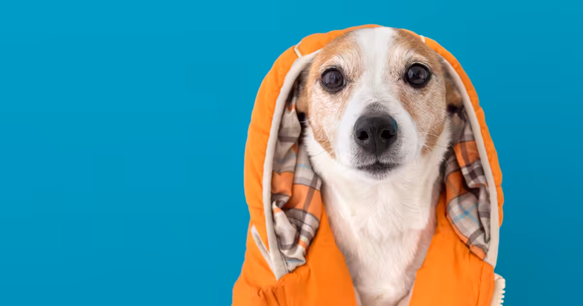 Como proteger a pele dos pets durante o inverno