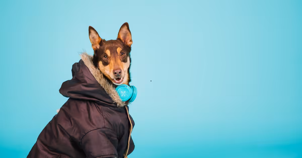 Roupinha, banho e alimentação: veja como proteger seu pet no frio