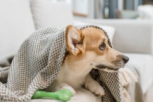 gripe canina 
