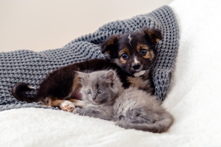 Termômetro em queda, atenção em alta: como proteger cães e gatos das doenças de inverno