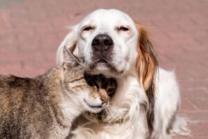 cão e gato velhice