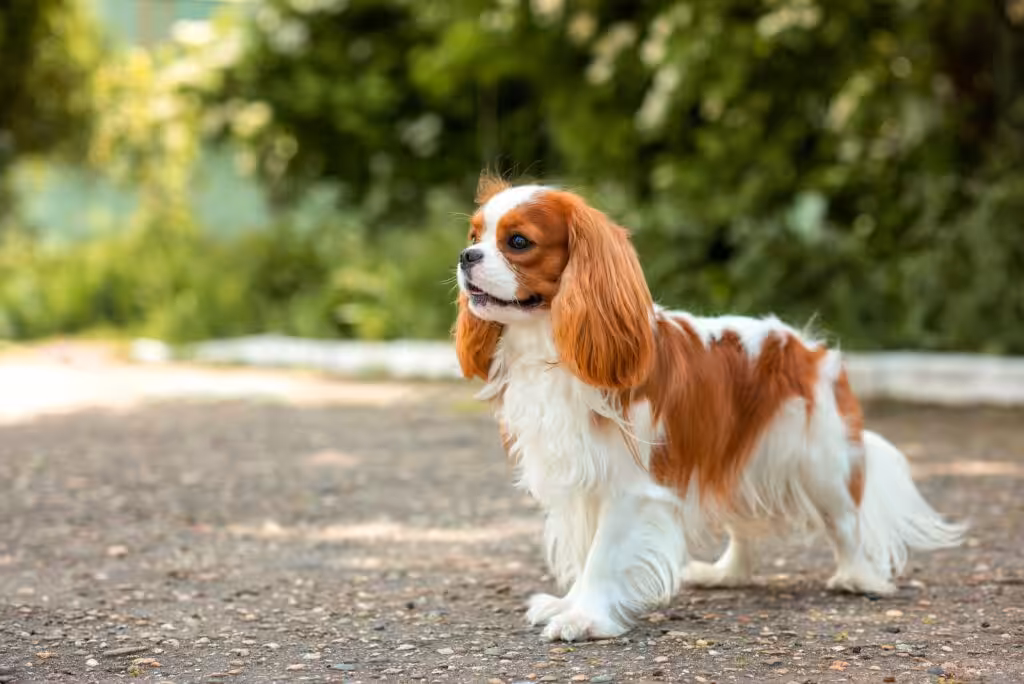 dog cavalier king charles spaniel for a walk in summer