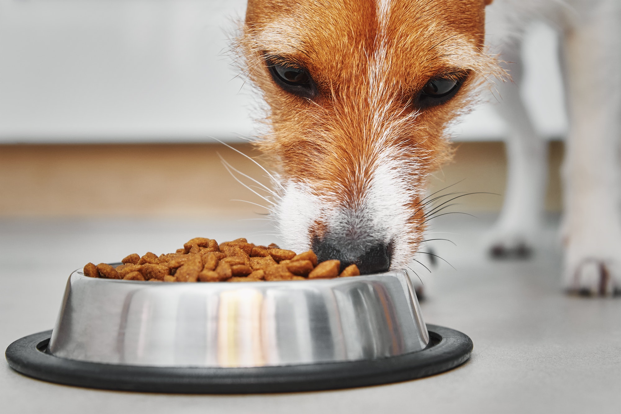 Dog eating dry feed grom food bowl