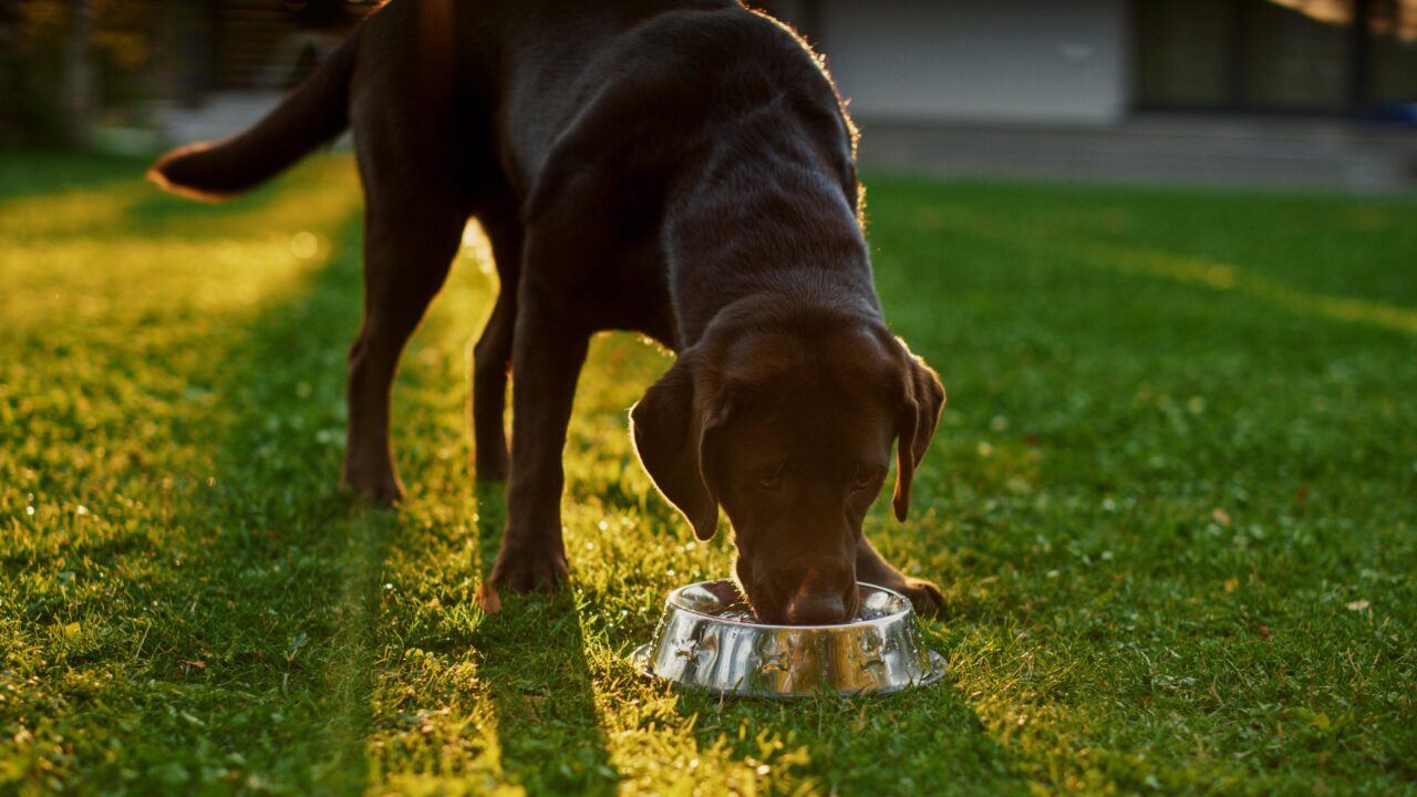 Dia Mundial do Meio Ambiente: como o consumo consciente pode transformar a rotina dos responsáveis por pets