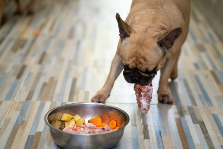 Dietas cruas para cães e gatos: o que a ciência realmente diz sobre riscos e benefícios