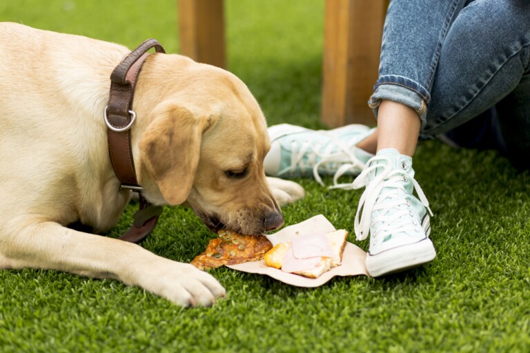 Quais são os alimentos mais perigosos para cães e gatos?