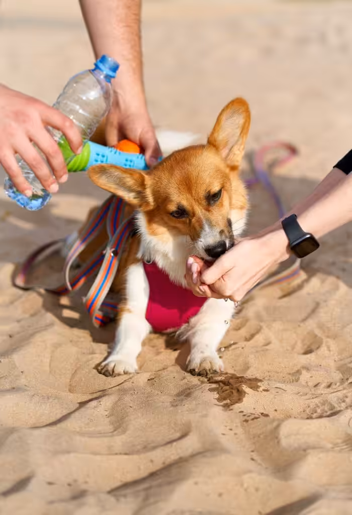 Dog greedily drinking water, owner pours liquid from bottle into palm of hand