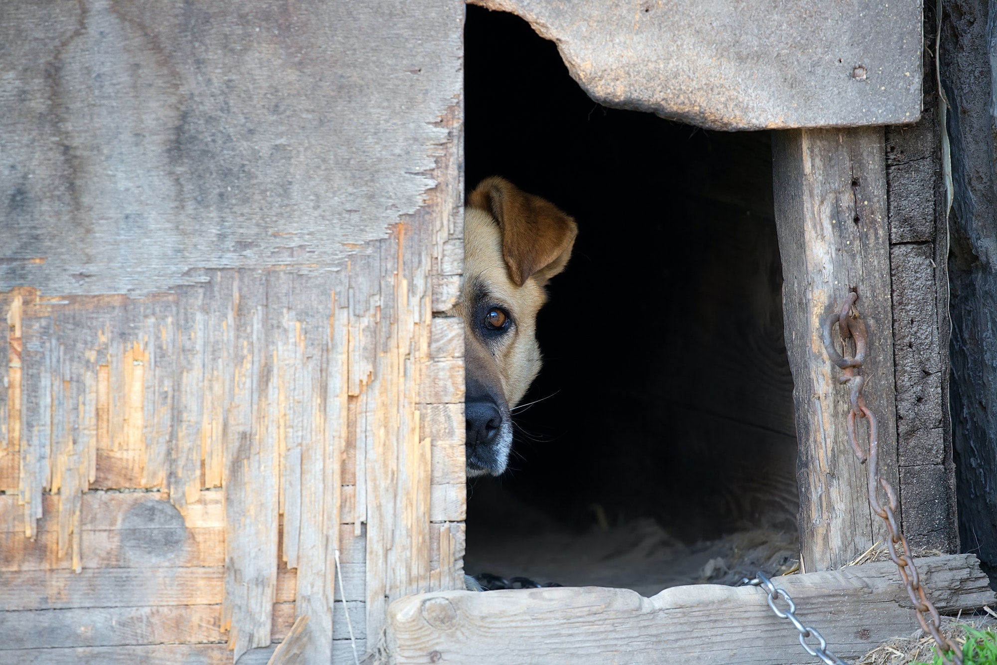 Dog in a dog house