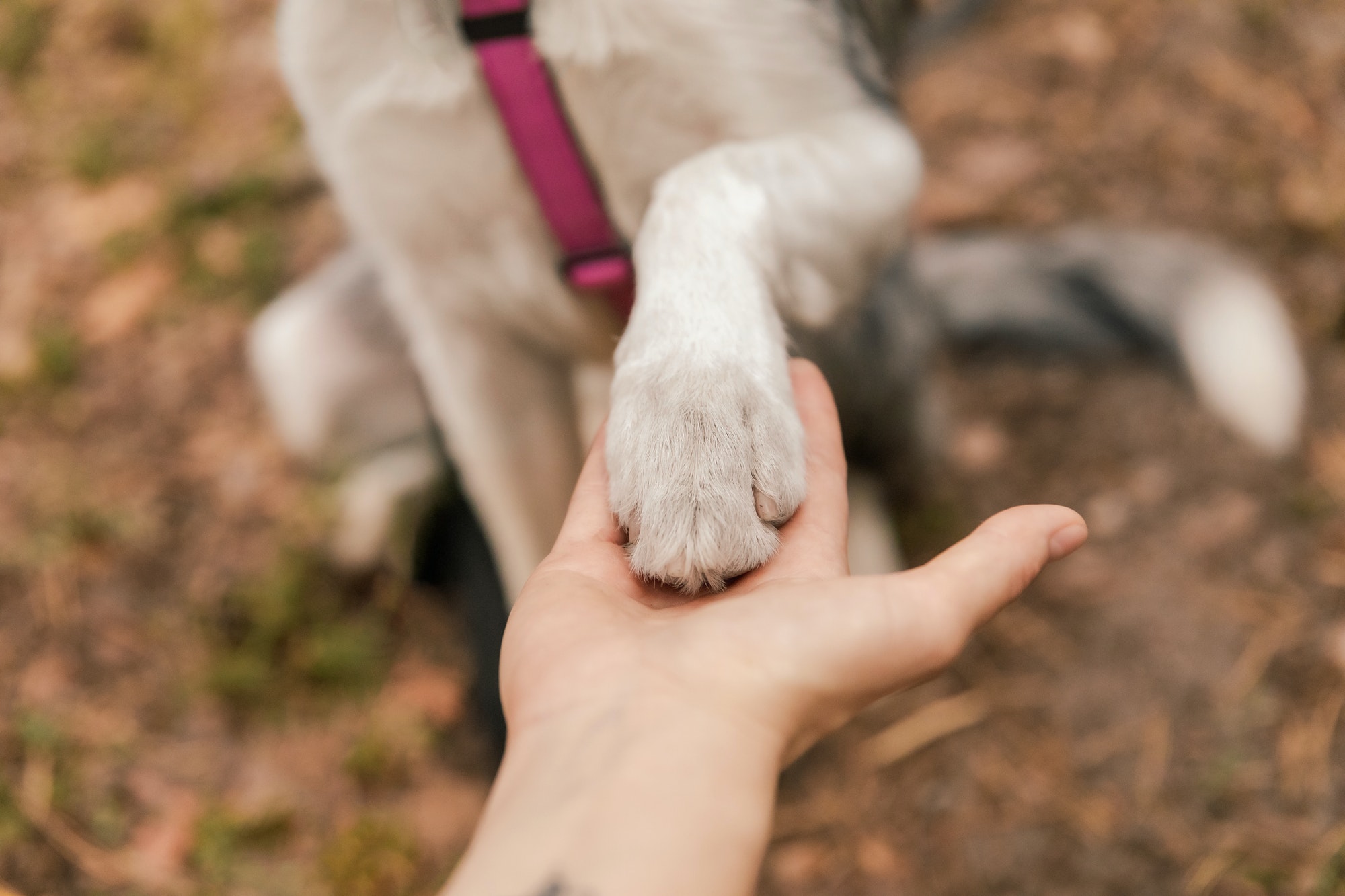 Dog is giving paw to the woman. Dog's paw in human's hand. Domestic pet