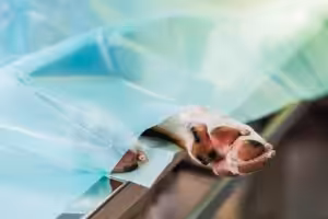 Terapias baseadas em evidências para doenças cardíacas em cães são destaque na VMX 2026