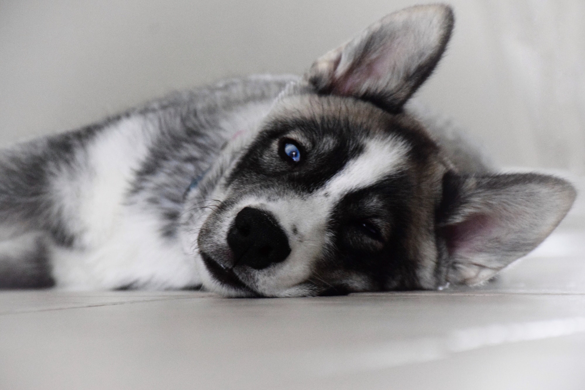 Dog laying on a floor