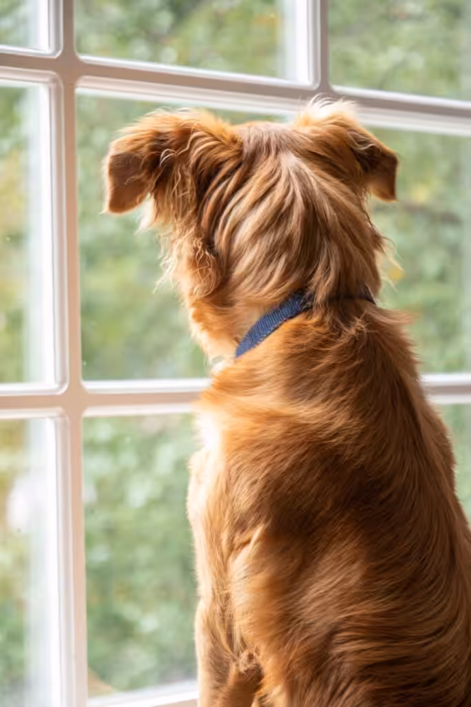 Dog leaning on a windowsill and looking out the window
