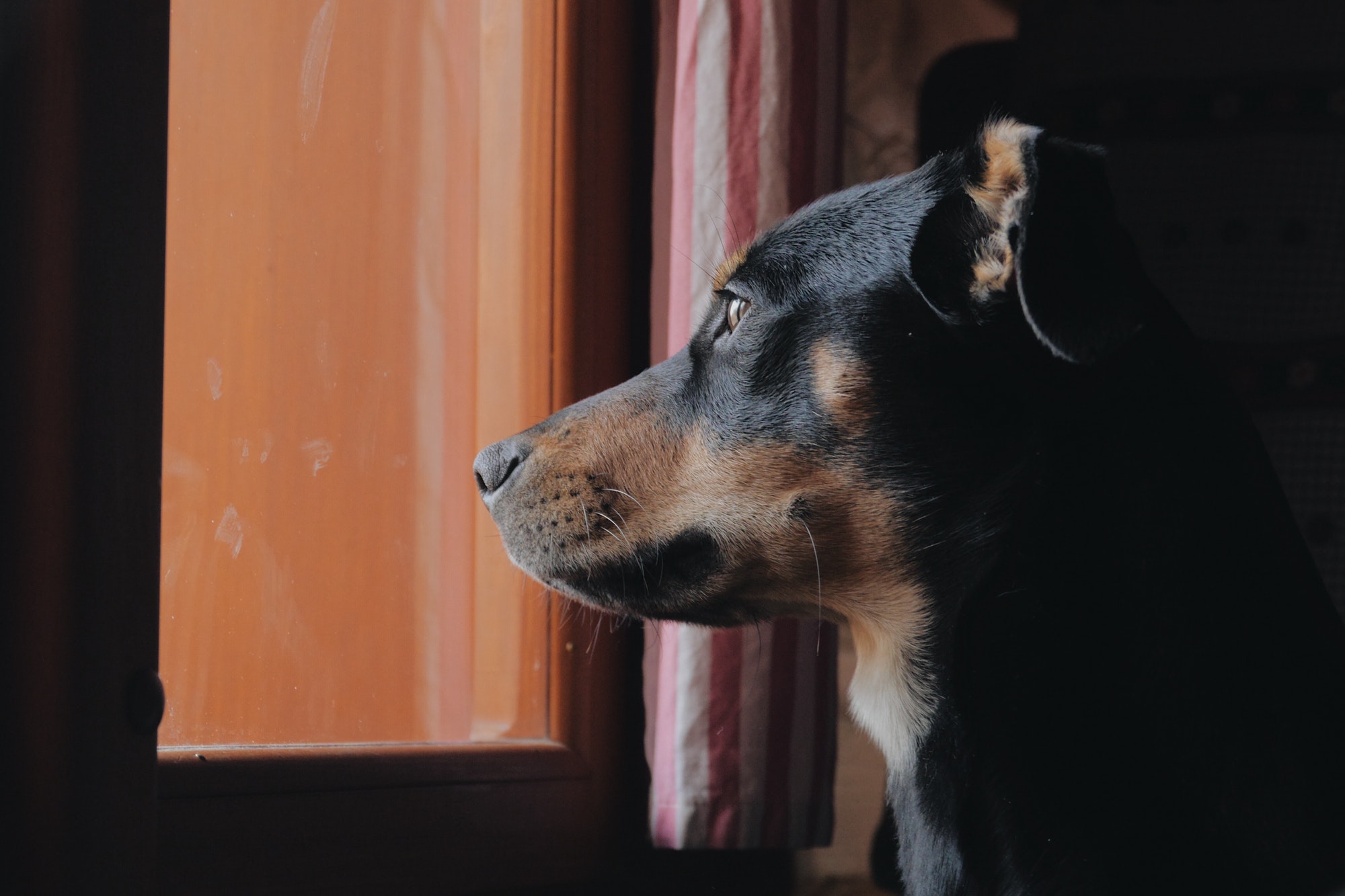 Dog looking out of the window