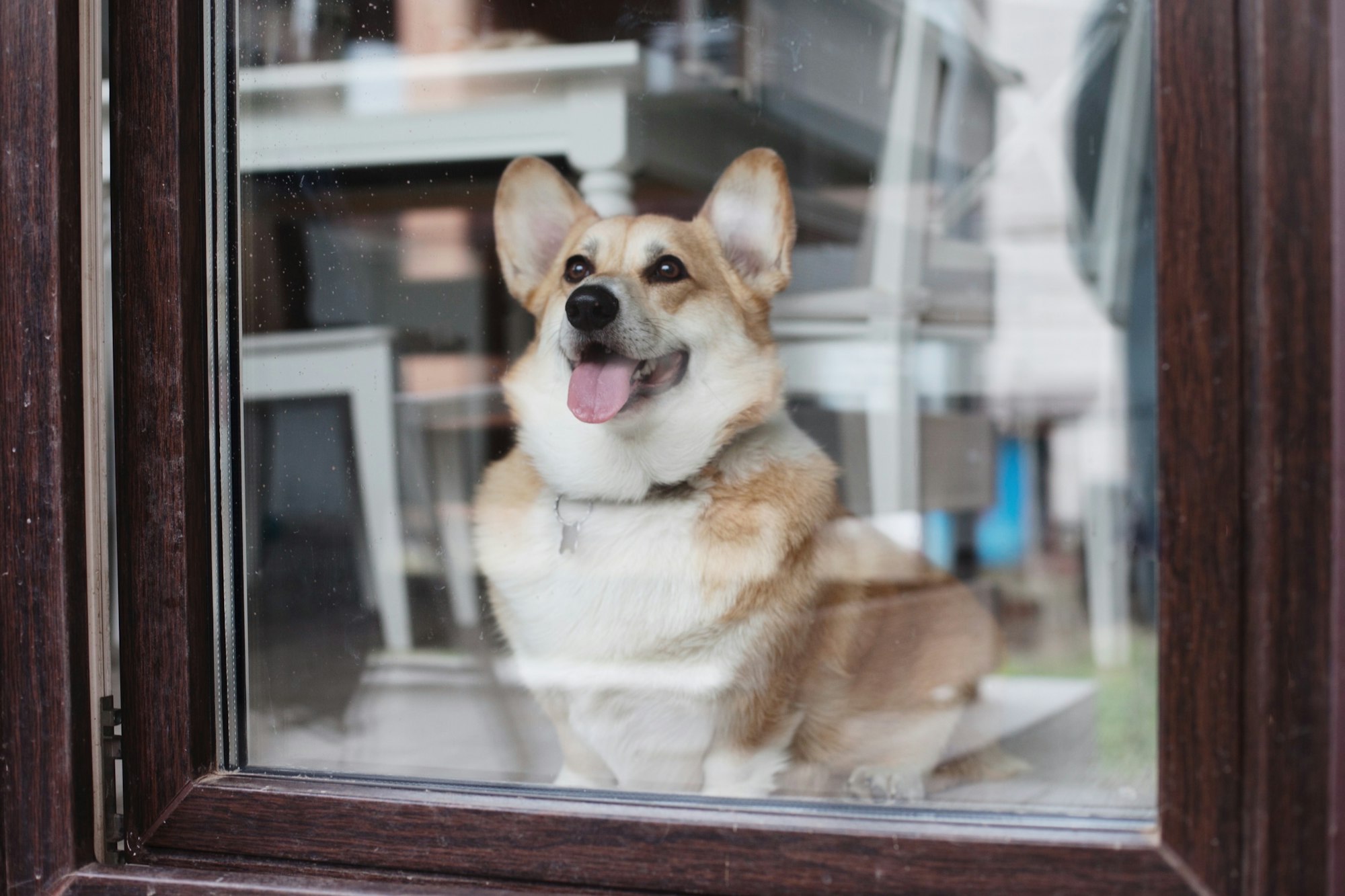 Dog looking through the window - welsh corgi pembroke looking from the inside to the outside, covid