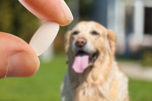 Como dar remédios para cães e gatos com mais facilidade
