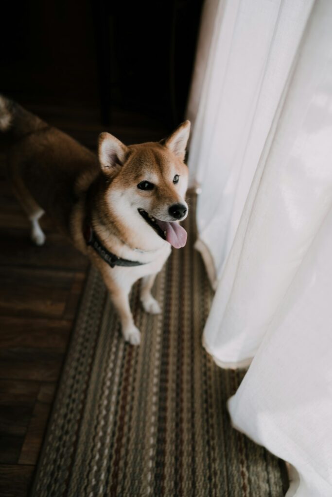 dog pet puppy cute shiba inu looking up at home asking outside patio blinds inside open door begging