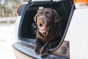 Óculos para enjoo de movimento em cães: solução divertida ou aliada de verdade?
