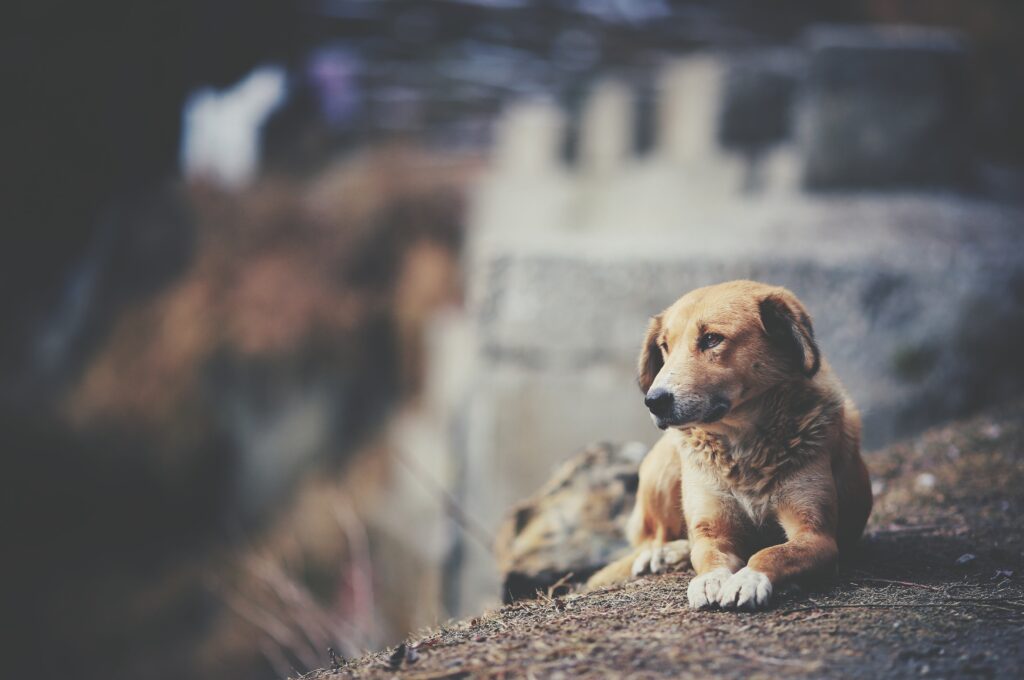 Férias de julho acendem alerta para aumento no abandono de animais