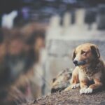 Férias de julho acendem alerta para aumento no abandono de animais