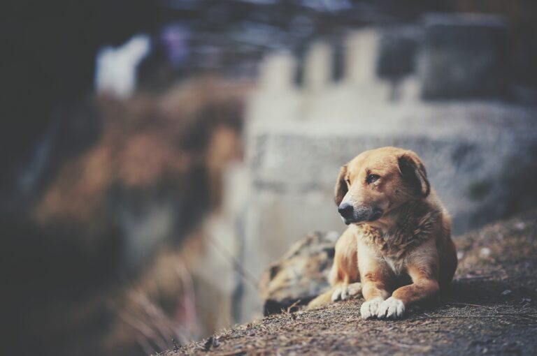 Férias de julho acendem alerta para aumento no abandono de animais