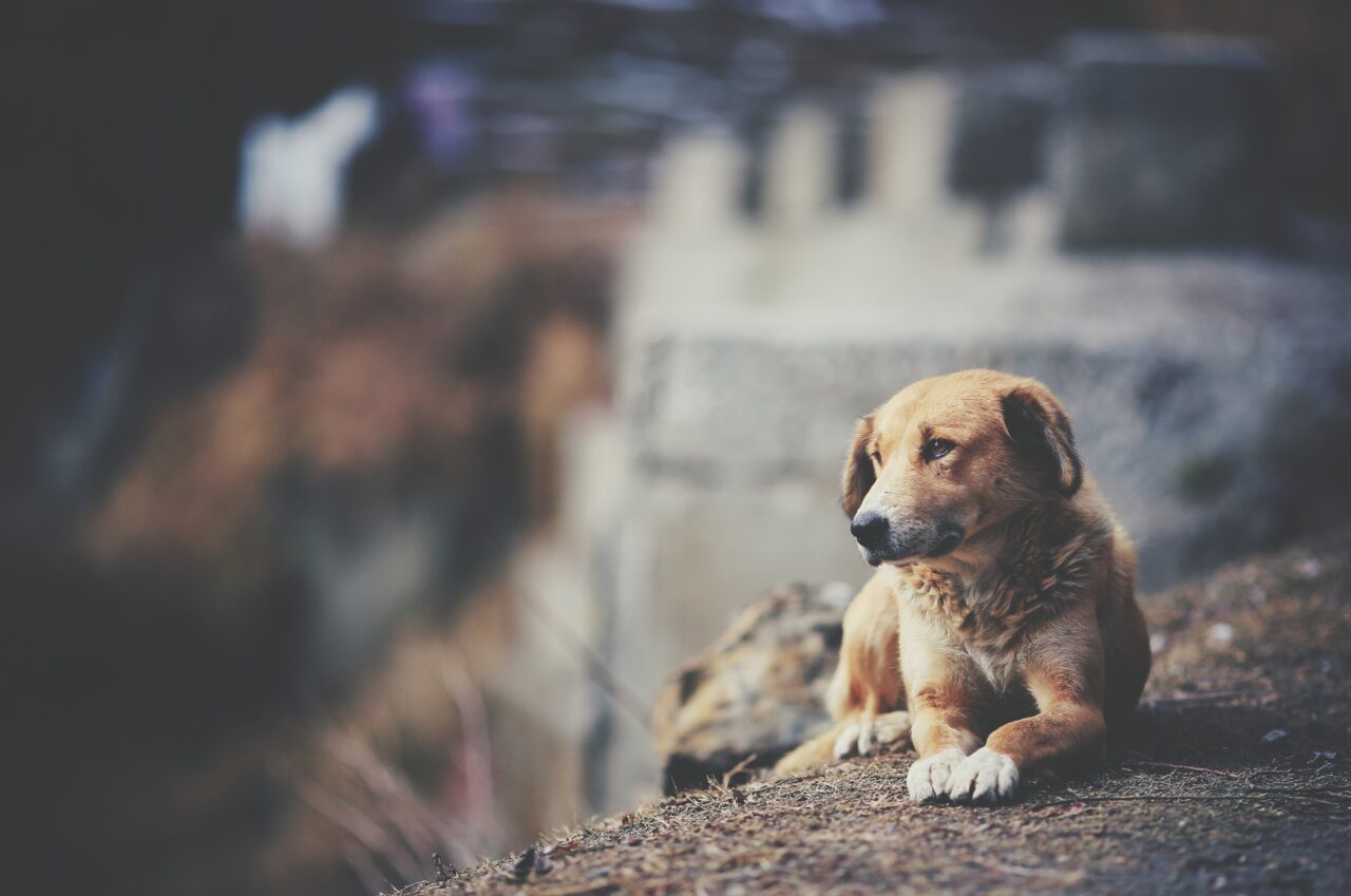 Férias de julho acendem alerta para aumento no abandono de animais