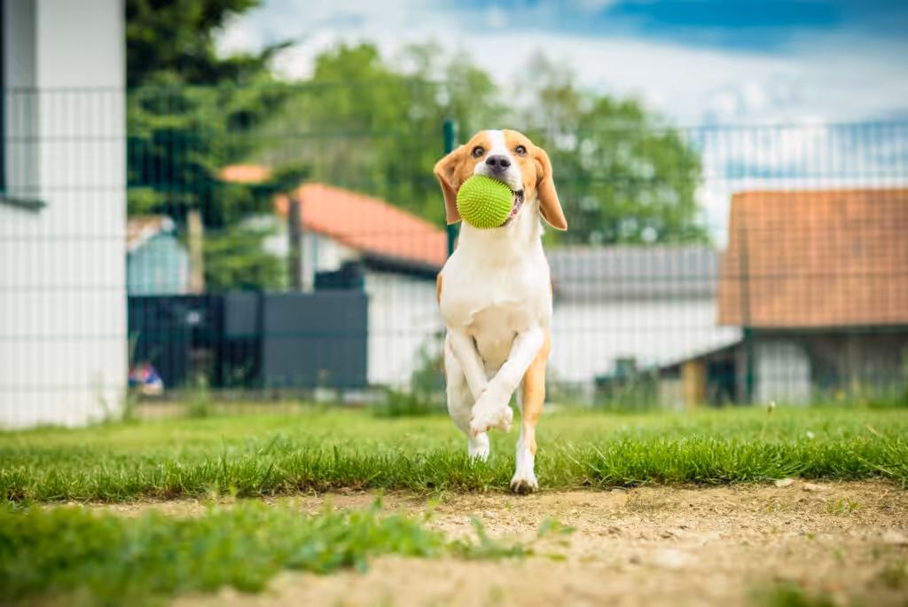 Dog run beagle jumping fun