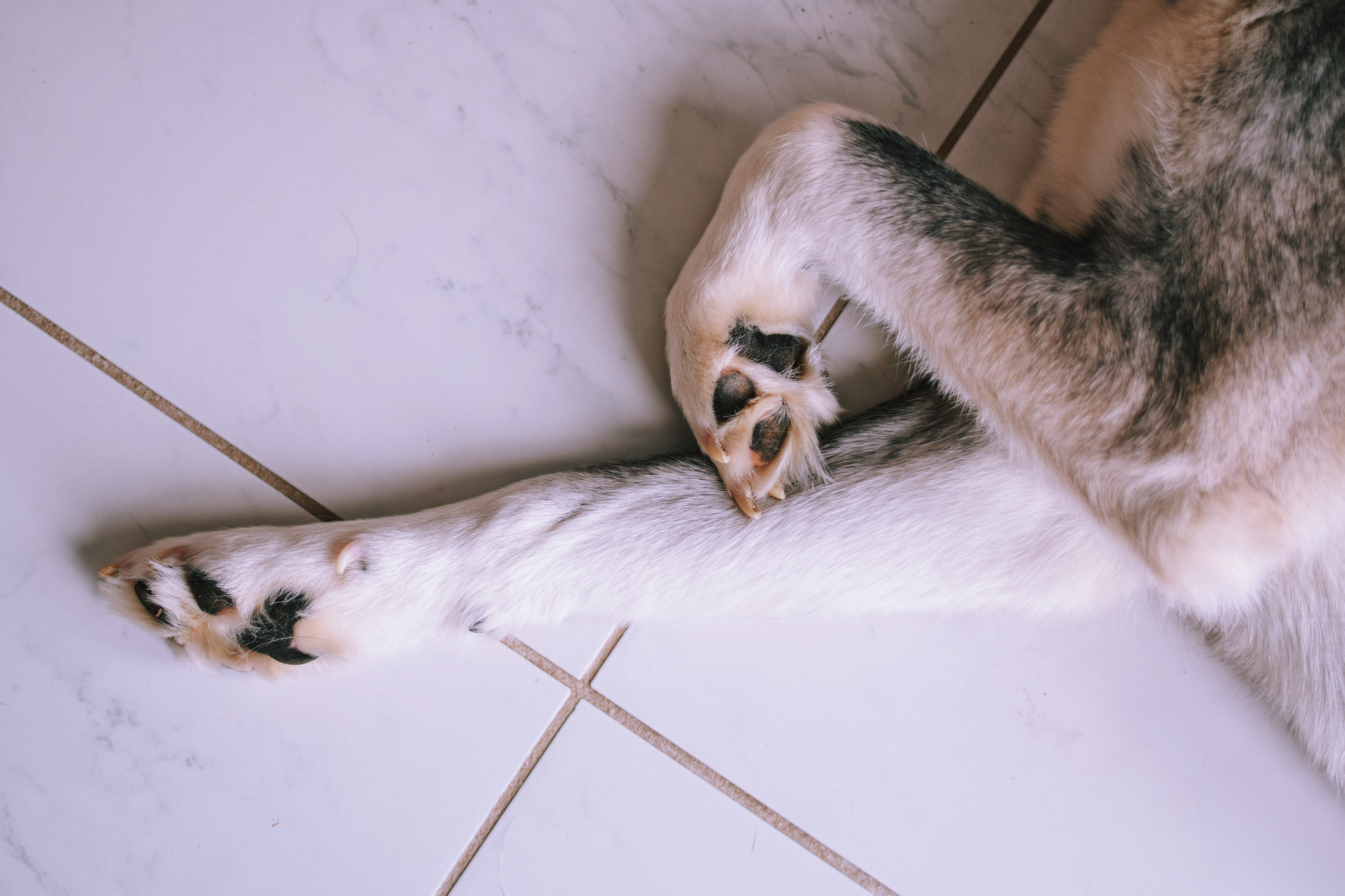 Dog’s paws and legs resting on a tiled floor