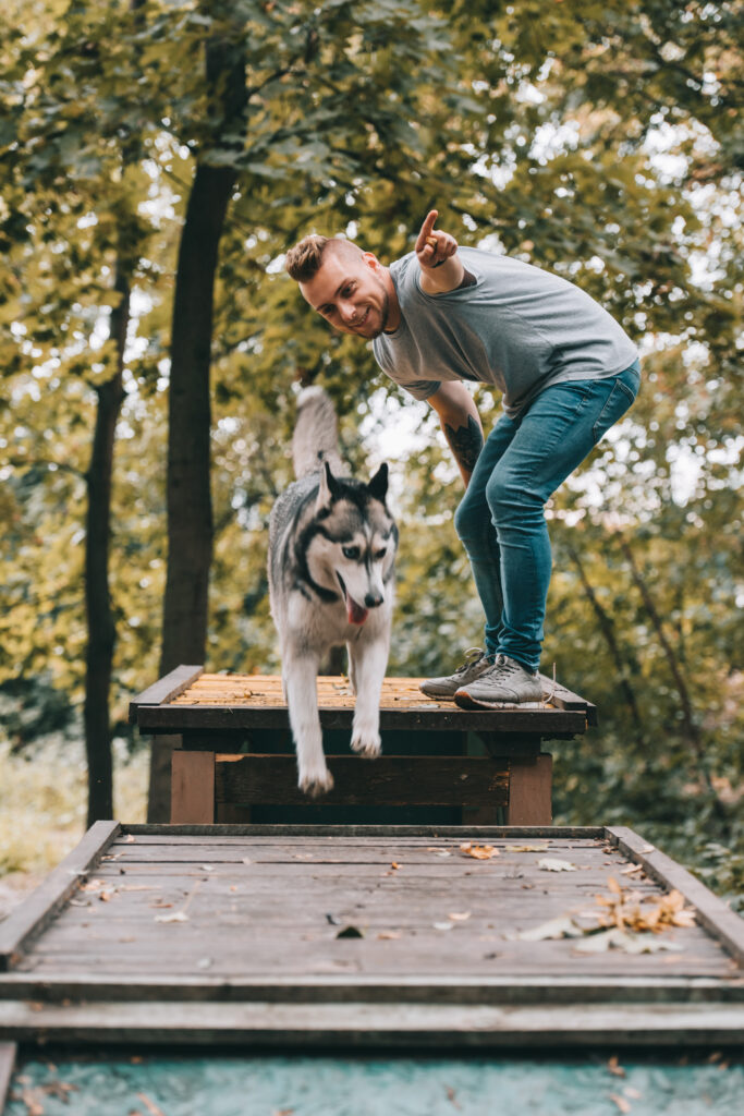 dog trainer with jumping husky on obstacle