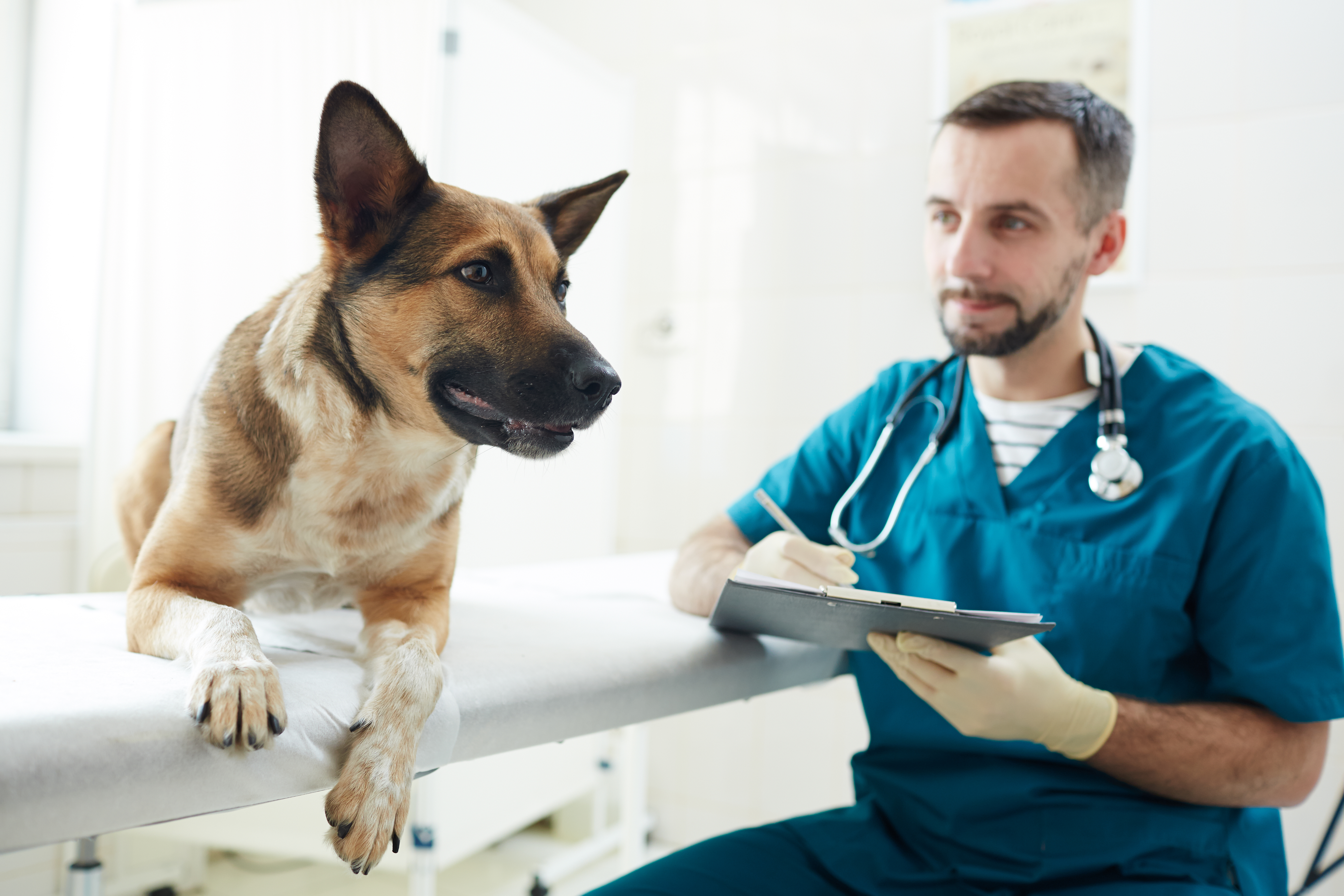 Dog visiting vet