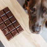 Dia Mundial do Chocolate: entenda por que o alimento pode ser fatal para cães e gatos