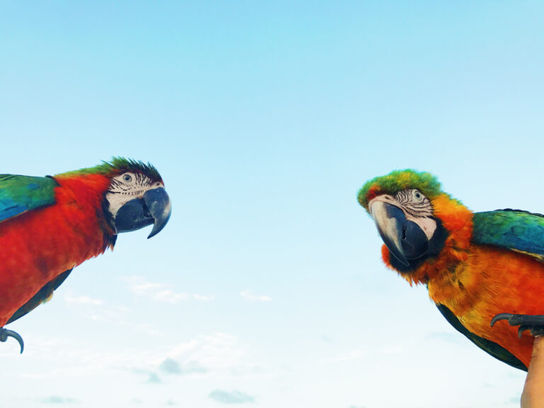 Pesquisa alerta para a possibilidade de mais de 500 espécies de aves sumirem no próximo século