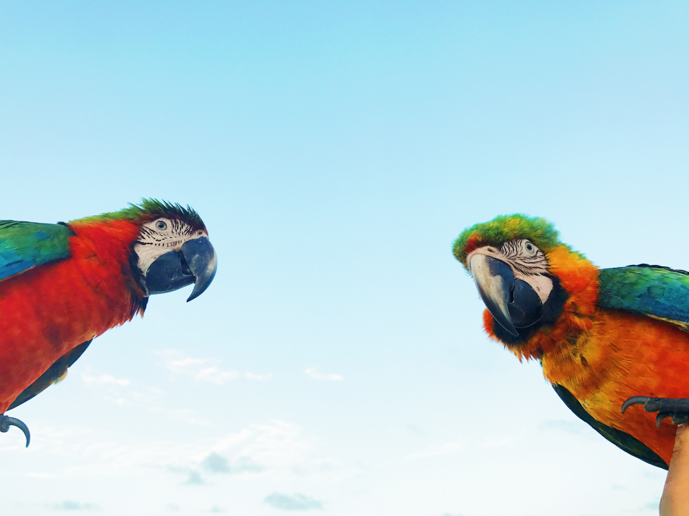 Pesquisa alerta para a possibilidade de mais de 500 espécies de aves sumirem no próximo século