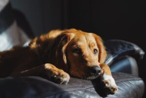 Mudanças nos hábitos dos pets