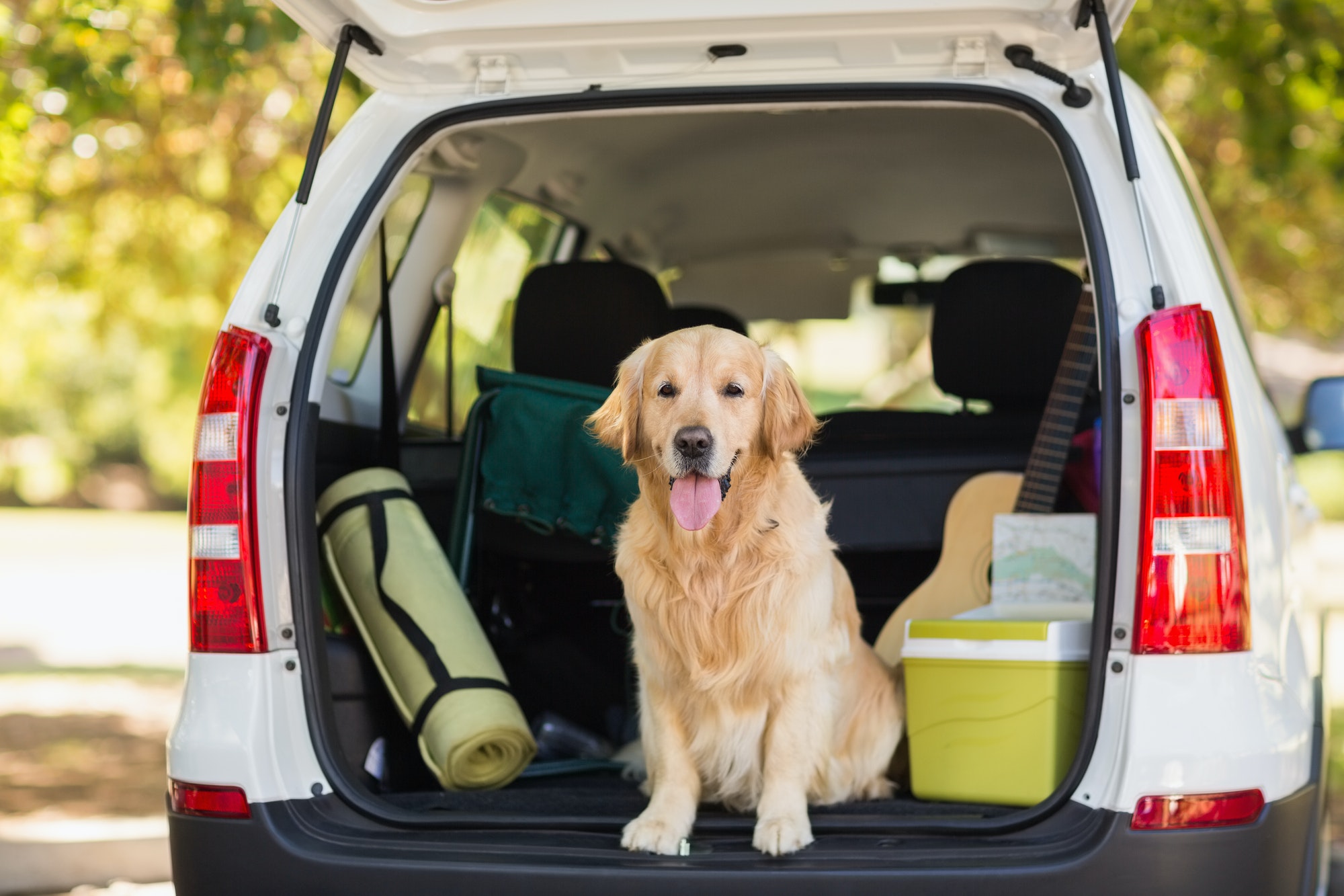 Domestic dog sitting in the car trunk