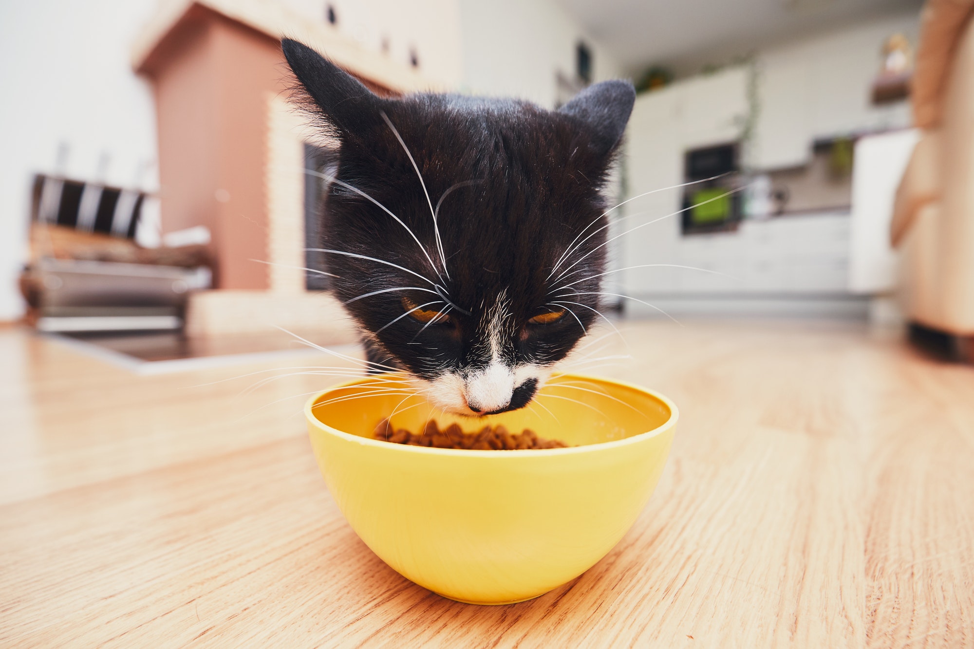 Domestic life with pets. The hungry cat eating from bowl in the kitchen.