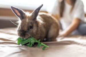 Guia essencial para cuidar de coelhos