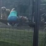 Dona de hotel para pets explica agressão a cão flagrada em vídeo