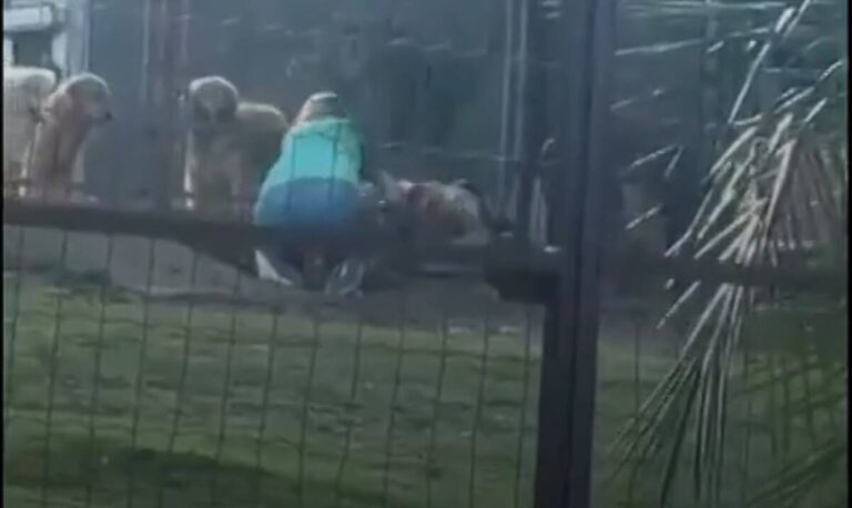 Dona de hotel para pets explica agressão a cão flagrada em vídeo