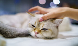 dor em felino