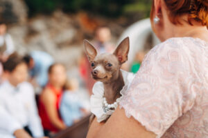 pet evento