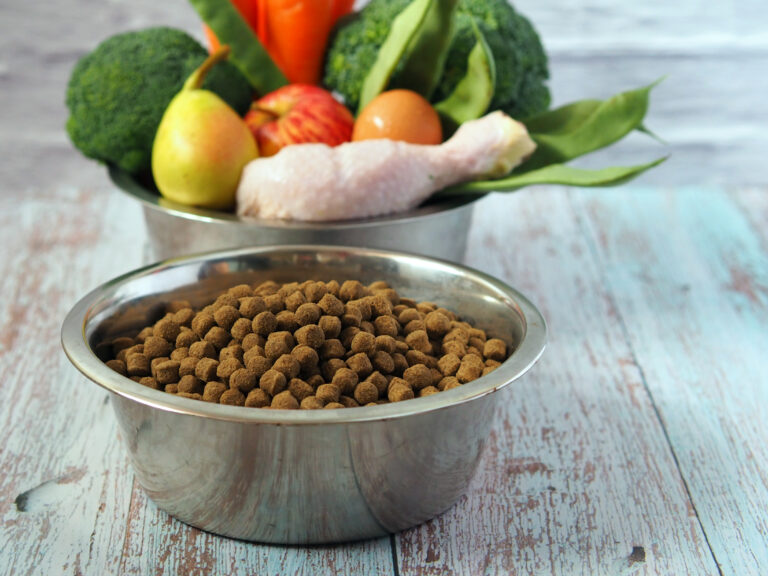 Proteína de frango: vilã para a pele? Estudos explicam o real impacto na dermatologia pet
