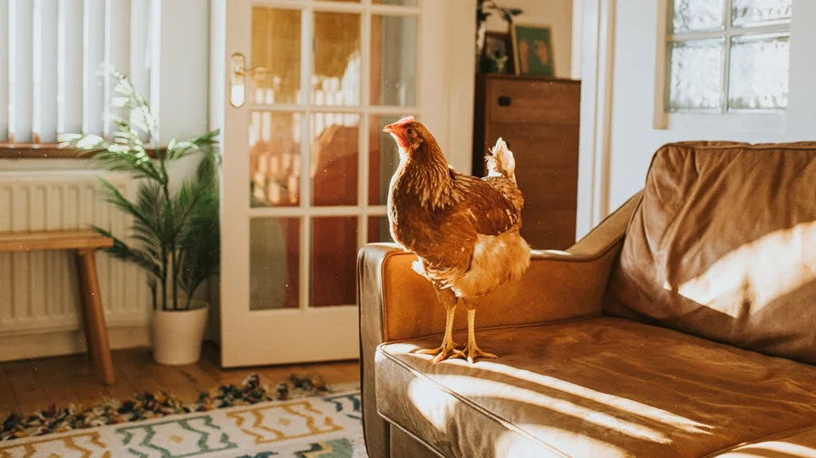 Galinha de apoio emocional vira aliada de professora em rotina de bem-estar