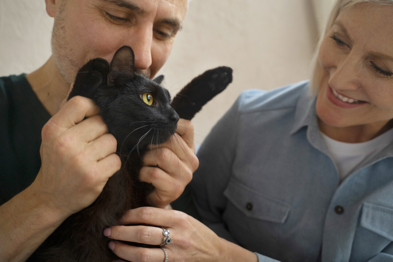 Crescimento da população felina impulsiona inovação no mercado pet